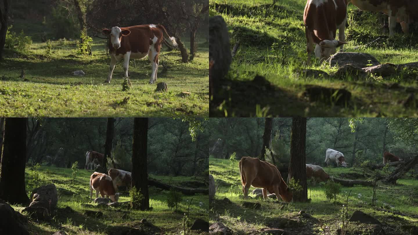 4K农业放养黄牛在森林里吃草
