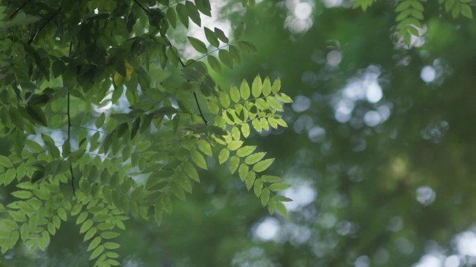 阳光打在树叶上背景虚化