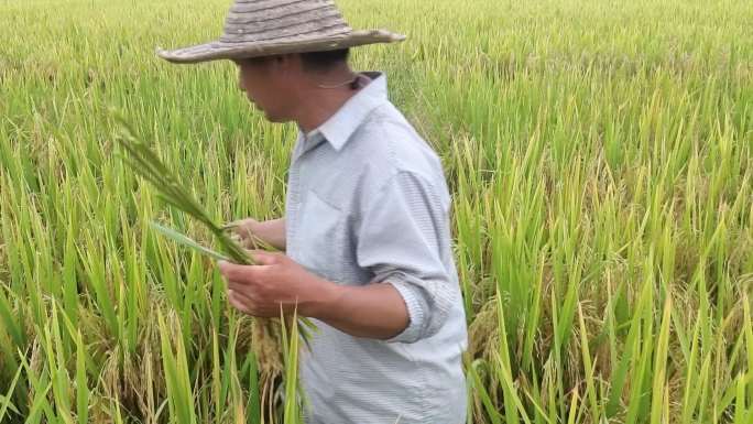 种子培育人员农业科学家田间选种水稻配种
