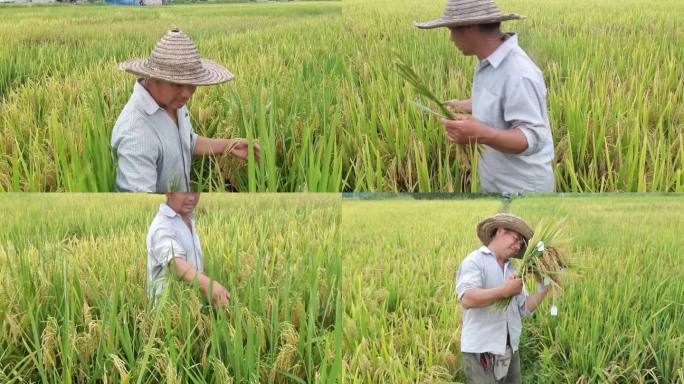 种子培育人员农业科学家田间选种水稻配种