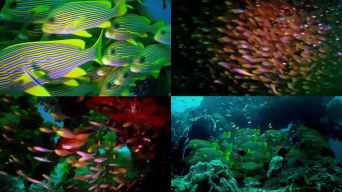 实拍海底世界鱼群珊瑚