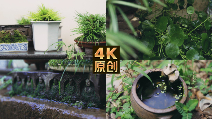 植物菖蒲盆景园艺