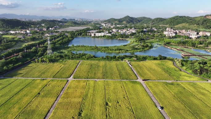 水稻秋收 美丽乡村 乡村振兴 五彩田园