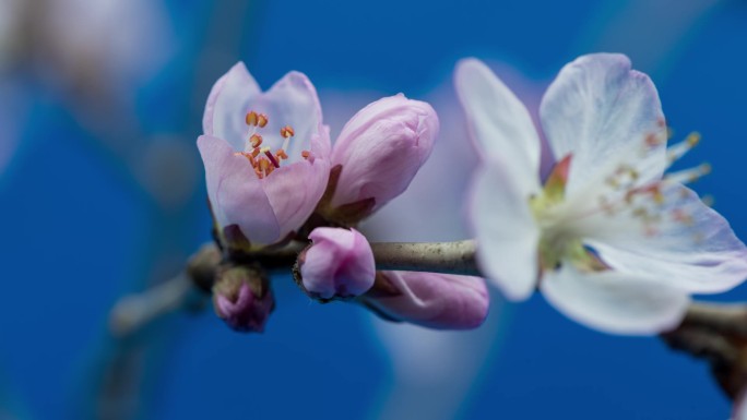 山桃花延时视频