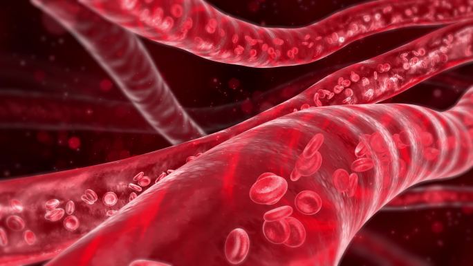 血管弹性血液流动红细胞4K超高画质