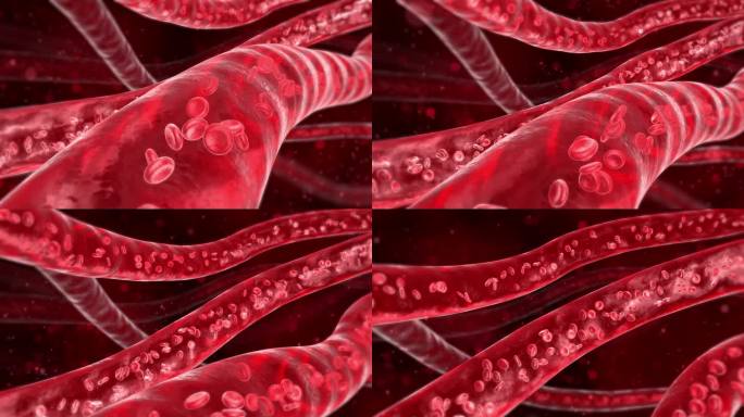 血管弹性血液流动红细胞4K超高画质