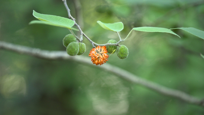 枸树构桃