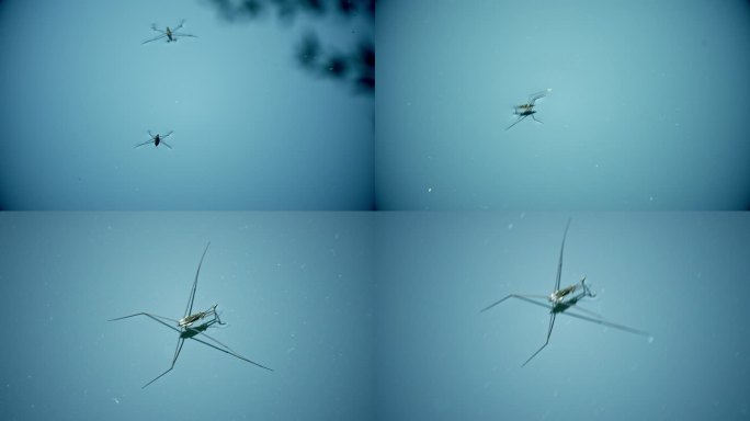 水坦克 水黾  水蜘蛛