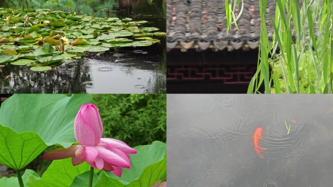 4K苏州园林雨景荷花池