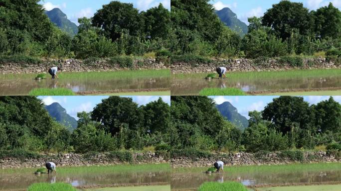 拔秧插秧种植水稻一个老人在秧田栽秧