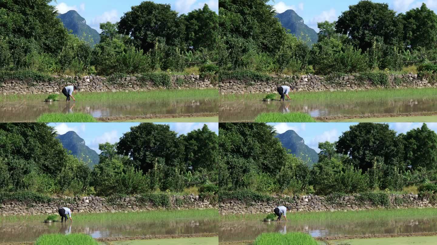拔秧插秧种植水稻一个老人在秧田栽秧