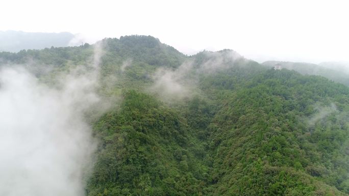 高山云雾森林景色风景实拍阔叶林针叶林航拍