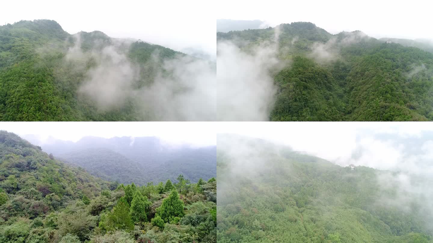 高山云雾森林景色风景实拍阔叶林针叶林航拍
