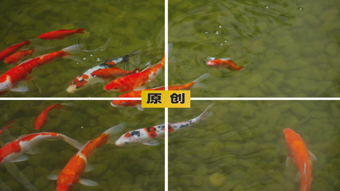 清澈水塘里的金鱼-锦鲤