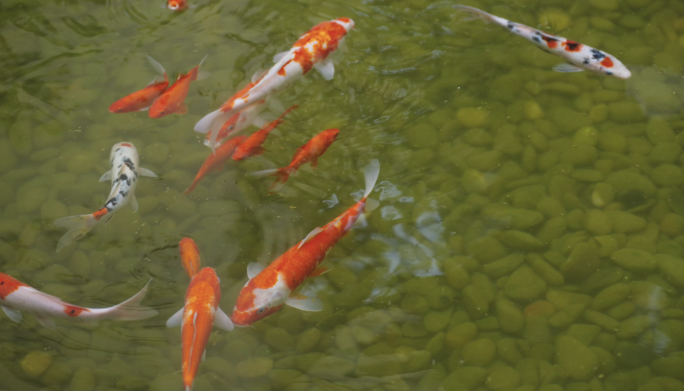 清澈水塘里的金鱼-锦鲤