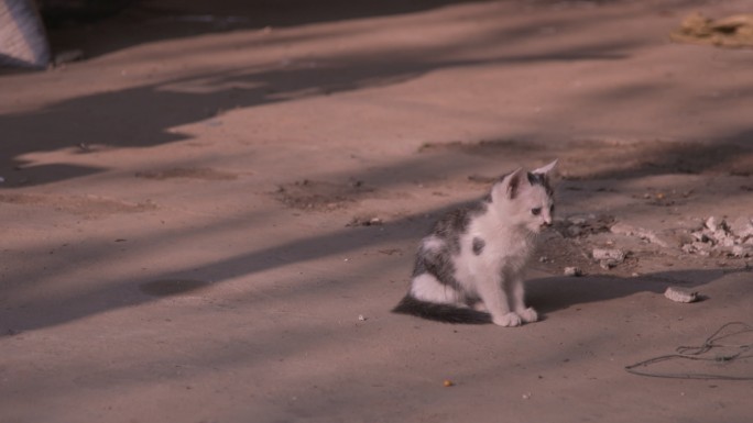 农村家猫 猫咪