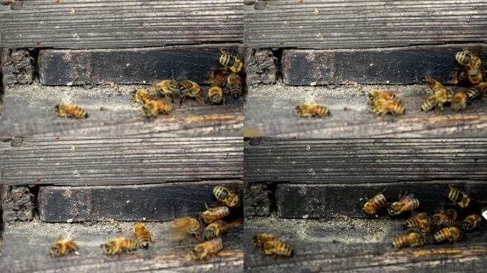 蜜蜂蜂箱