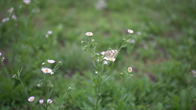 蝴蝶 小花 野花 野草 白色小花 小清新