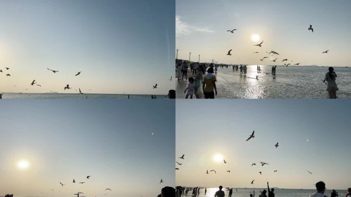 沙滩海鸥