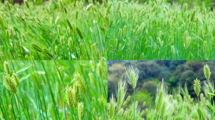 绿色的麦子麦田小麦小满时节农作物