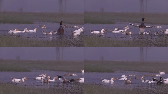 鸭子 河边 江边