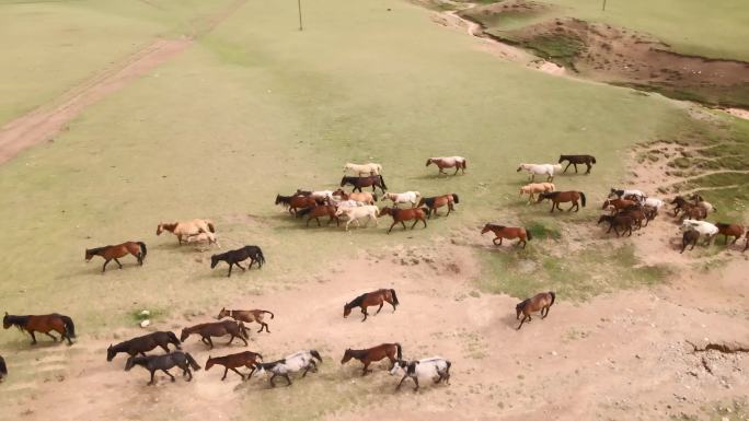 新疆草原奔跑的马
