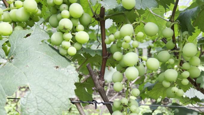 葡萄种植基地农业果园
