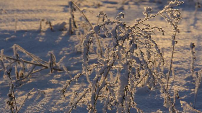 果树下的雪