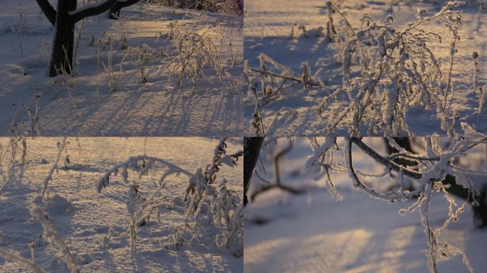 果树下的雪