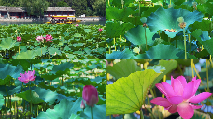 北海公园夏日荷花游船赏荷皇家园林横版视频