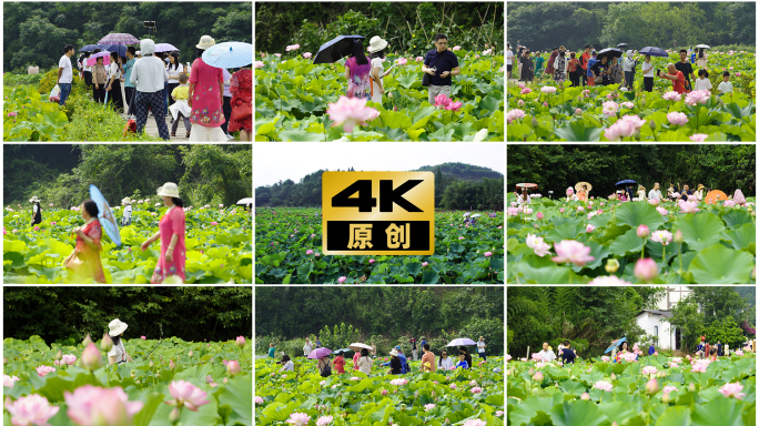 游客观赏荷花、乡村游