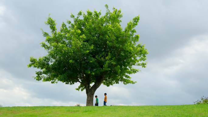 草坪上的一棵树 两个小孩走在乡间小路