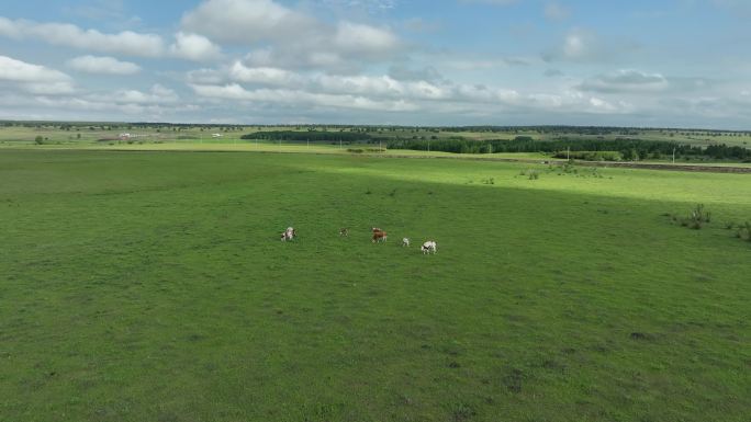 青草地上的牛群