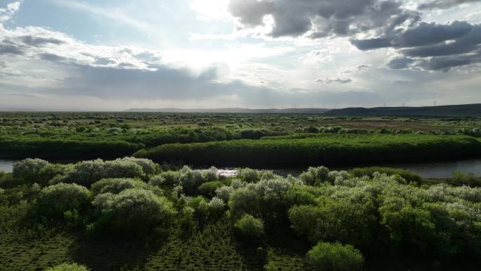 航拍内蒙古山丁子花开的湿地
