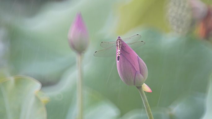 雨中蜻蜓荷花唯美视频素材