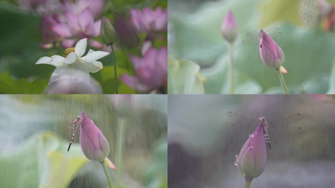 雨中蜻蜓荷花唯美视频素材