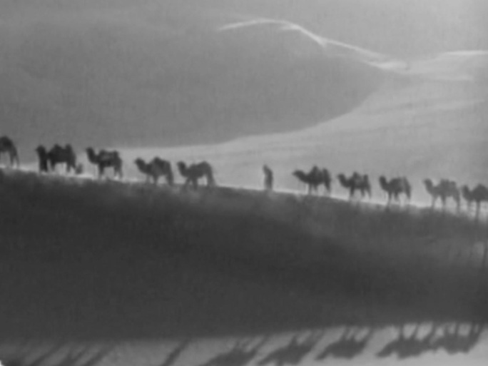 20世纪丝绸沙漠 骆驼