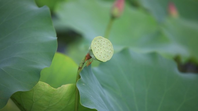 夏日荷花