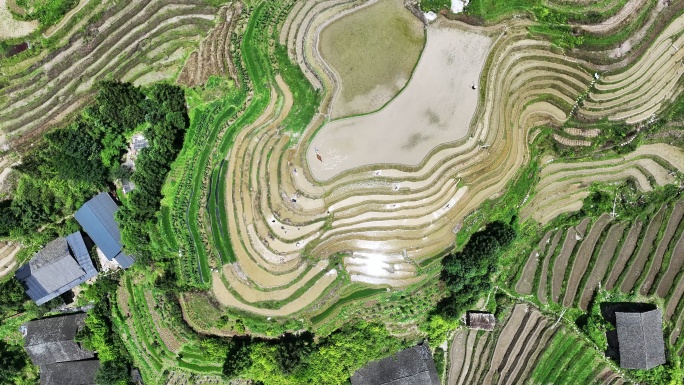 阳光下桂林龙脊梯田壮族村民正在耕田