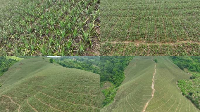 万亩山地菠萝种植