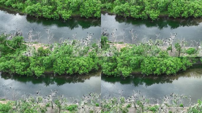 航拍湿地河流树林水鸟