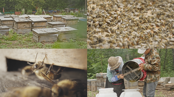 养蜂人/蜂蜜/蜜蜂/蜂蜜生产/4K原创