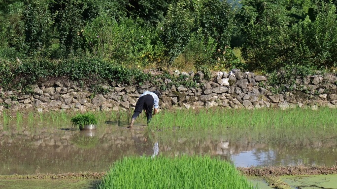 一个老奶奶在稻田里插秧
