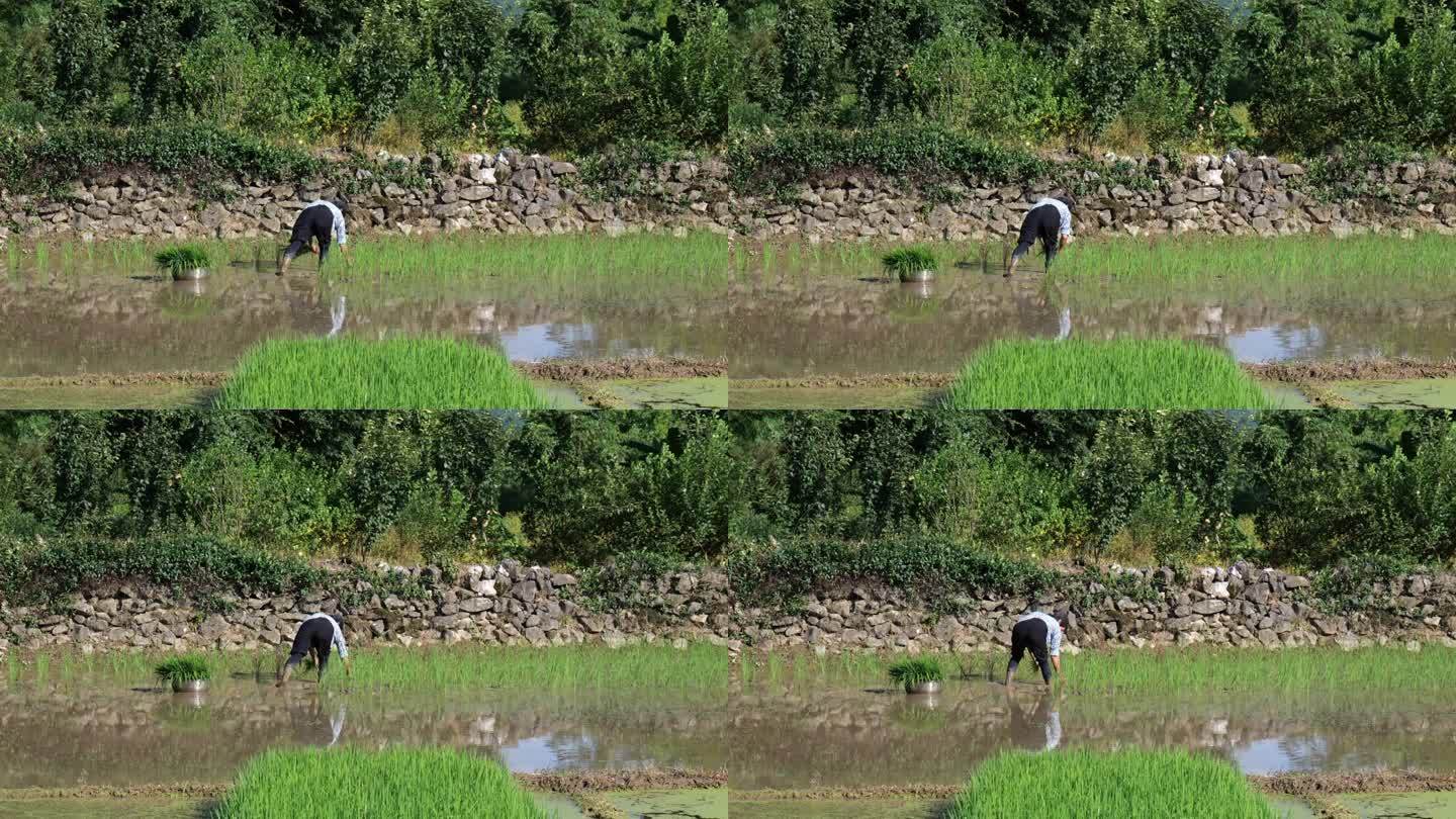 一个老奶奶在稻田里插秧
