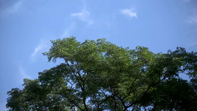 蓝天绿树微风