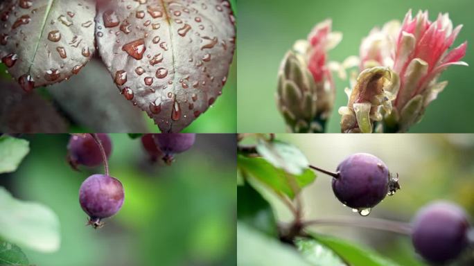 树叶露珠 果子雨滴