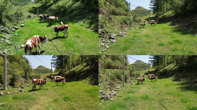 草原奶牛绿色自然风景动物
