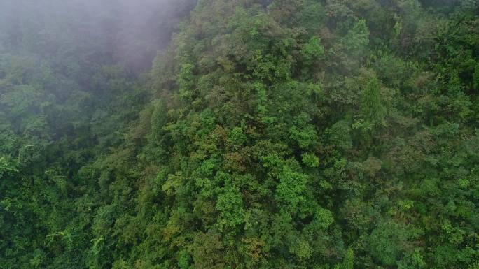 四川4K绿水青山大自然山水风景森林云雾