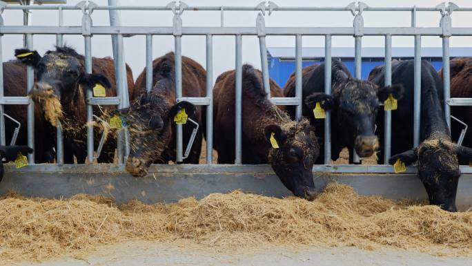肉牛养殖畜牧业