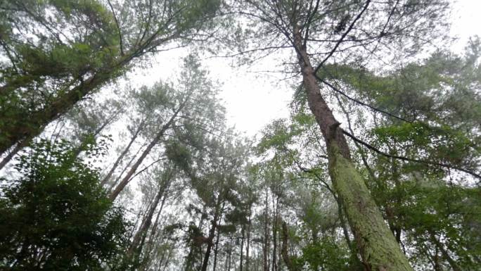 森林大树树林柏树松树仰拍地面拍摄